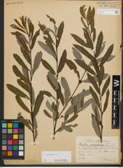 Foto von Salix purpurea L.